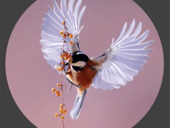 lan-bright-wings-020-30x30-pmr-moz