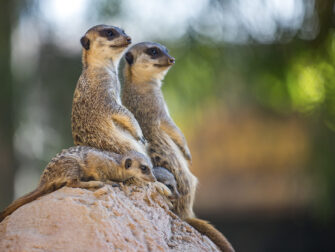 lan-wildlife-017-118x70-dbw-mko