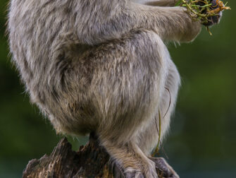 lan-wildlife-018-48x98-dbw-mko