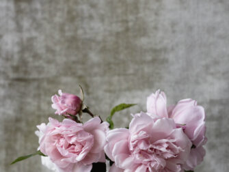 lan_botanical_stories_003_dbw_11870_188_1