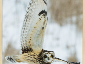 lan_bright_wings_001_frxb_11870_188