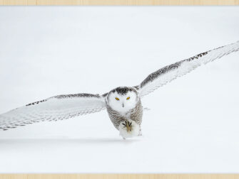 lan_bright_wings_002_frxb_11870_188