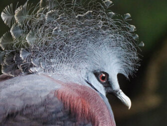 lan_bright_wings_003_dbw_11870_188