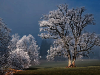 lan_winter_wonders_004_dbw_11870_188