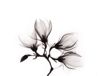 sca-art-of-nature-014-118x70-gls-mko-mfilter_1_1