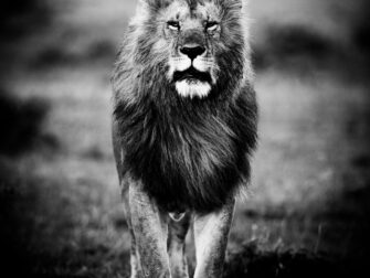 stl-metropolitan-024-plg-100x100-bakzw