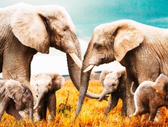 stl-posterjunkie-003-118x70-gls-moz