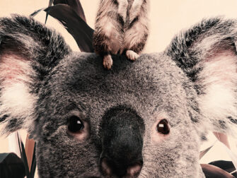 drukbestanden_fileserver_API.indd