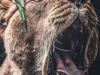 drukbestanden_fileserver_API.indd