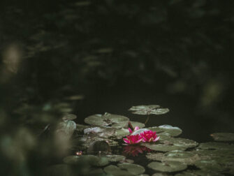 stl_art_of_nature_001_dbw_11870_188