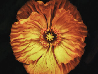 stl_wonderful_life_002_gls_74x74_188_1