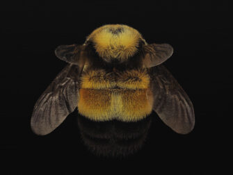 stl_wonderful_life_007_rvs_11870_188_1