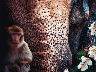 drukbestanden_fileserver_API.indd