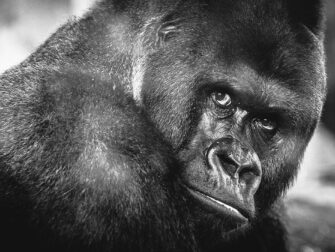 urb-wildlife-016-118x70-rvs-mko