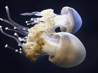 urb_wonderful_life_002_rvs_11870_188_2