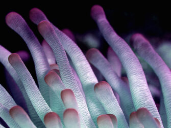 Arms Across the Water